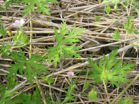 Image of Bicknell's cranesbill