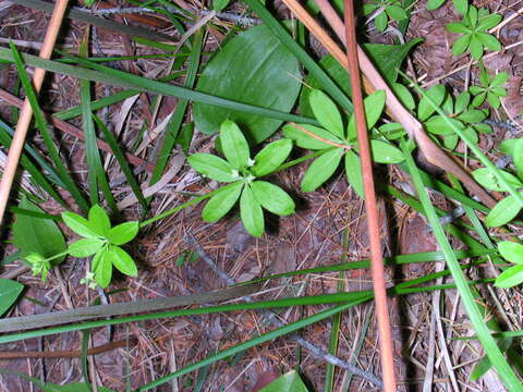 Image of fragrant bedstraw