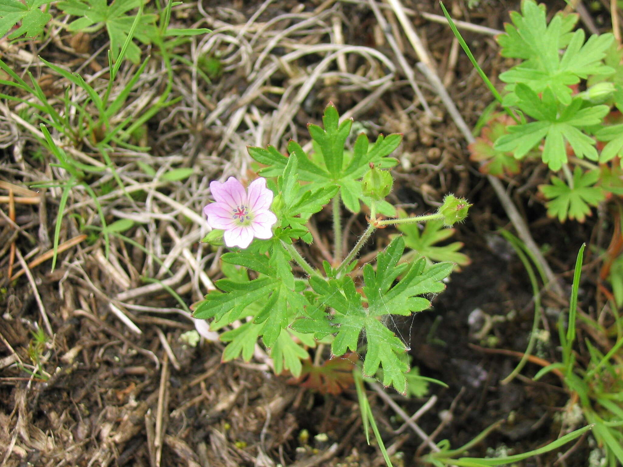 Image of Bicknell's cranesbill