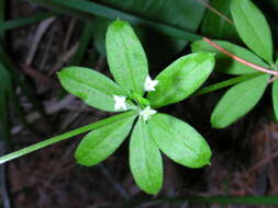 Image of fragrant bedstraw