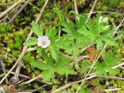 Image of Bicknell's cranesbill