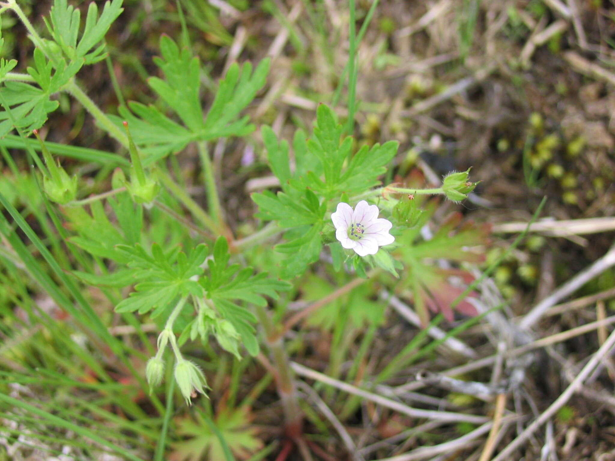 Image of Bicknell's cranesbill