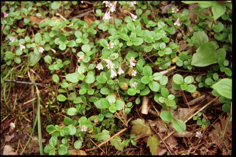 Image of Twinflower