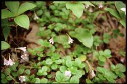 Image of Twinflower