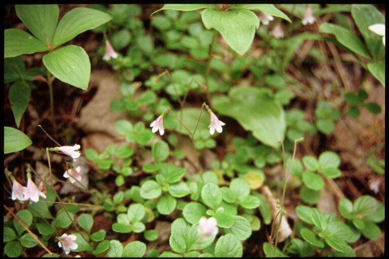 Image of Twinflower