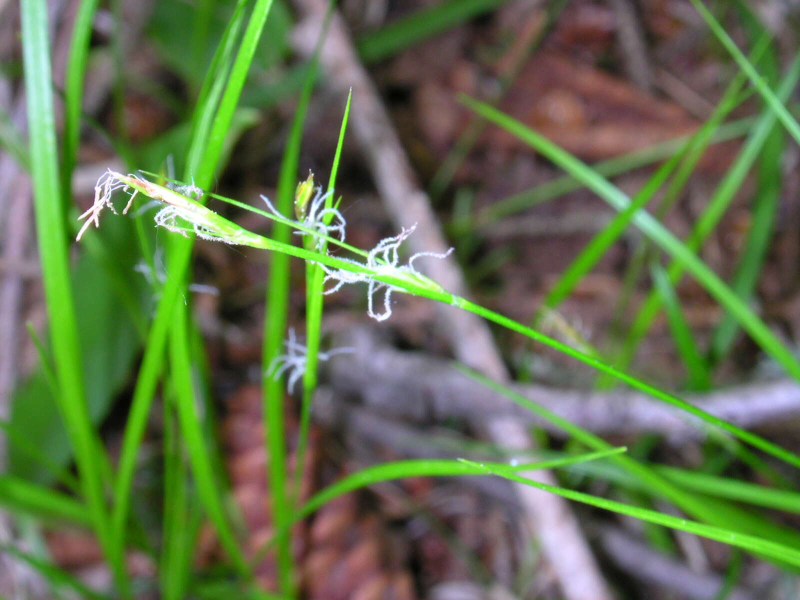 Image of New England sedge