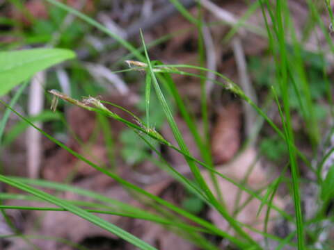 Image of New England sedge