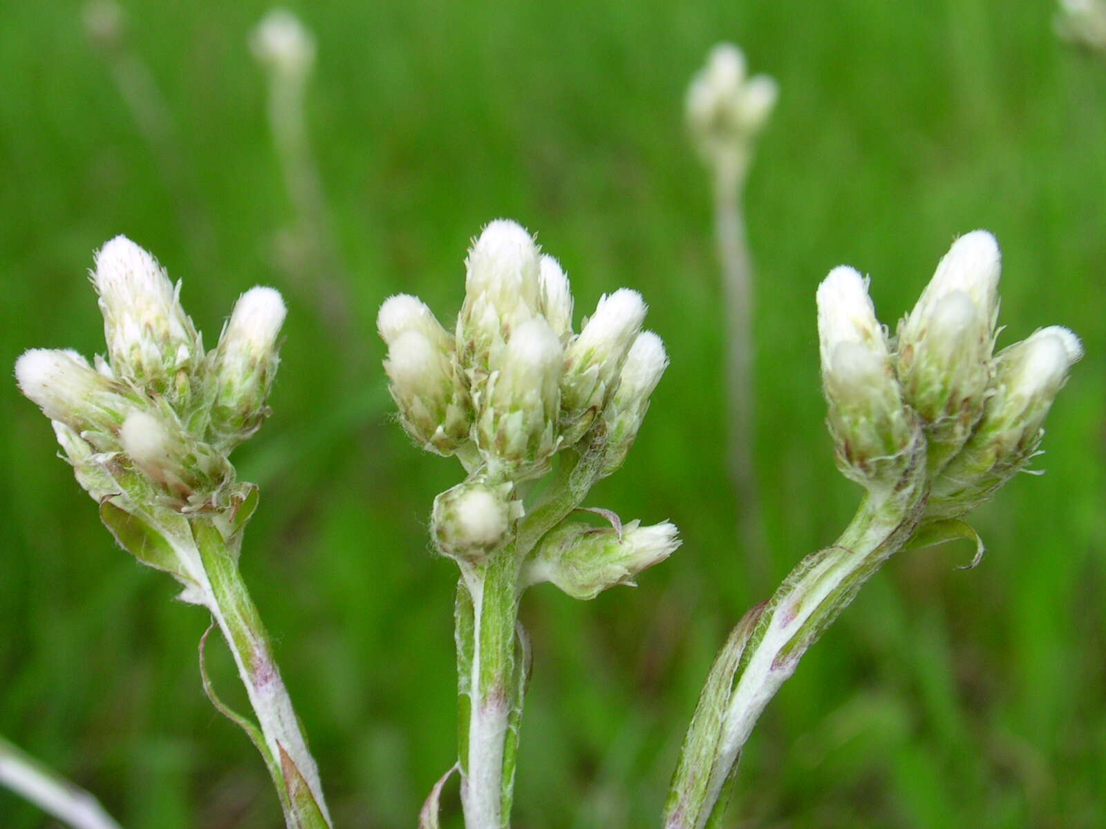 Imagem de Antennaria neglecta Greene