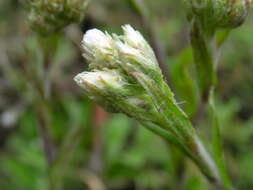 Imagem de Antennaria neglecta Greene