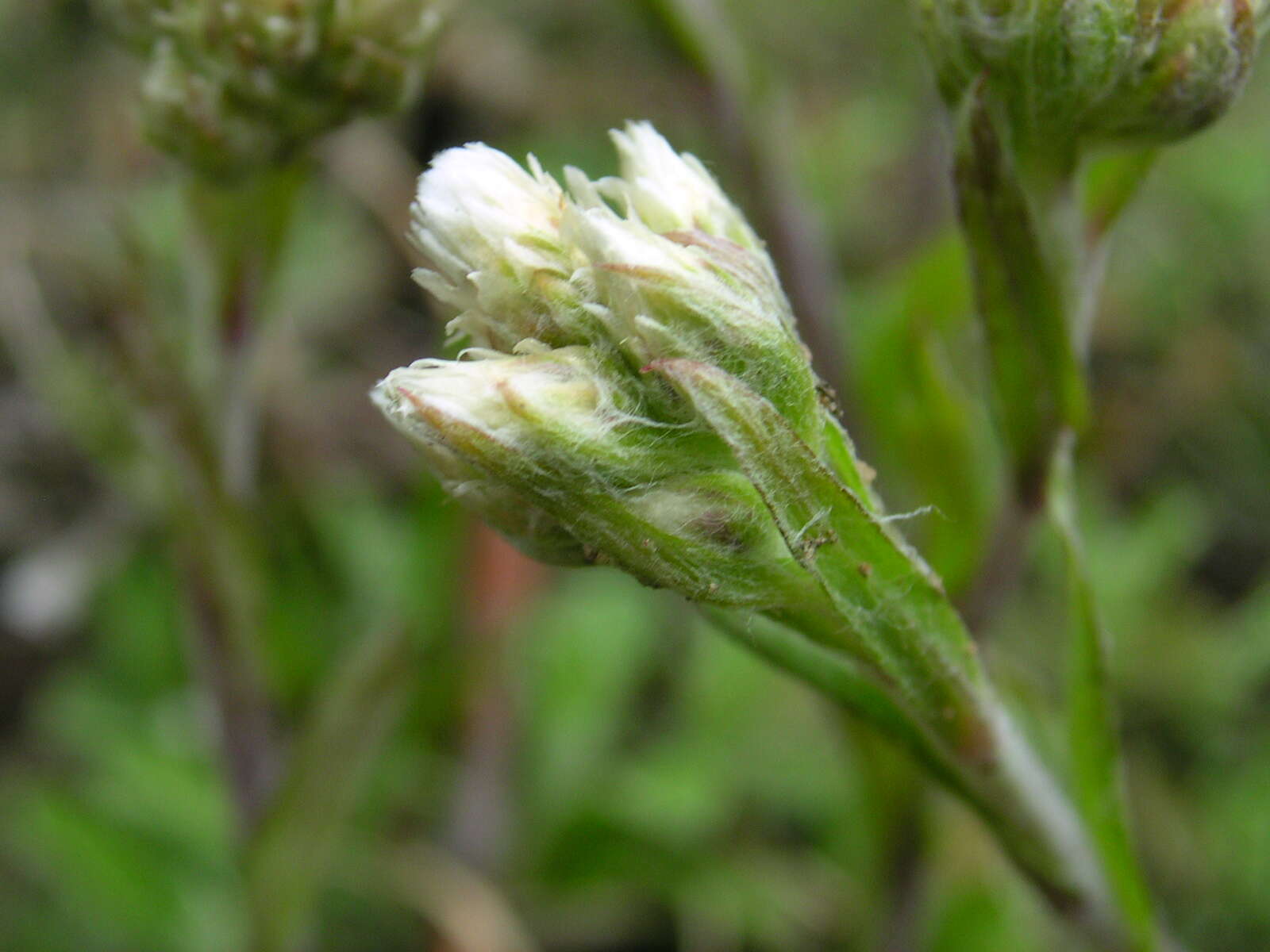 Imagem de Antennaria neglecta Greene