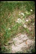 Image of bulblet-bearing water hemlock