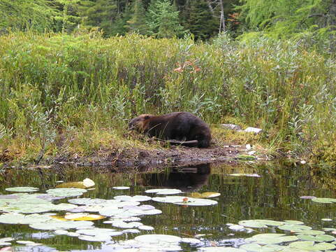 Image of beavers