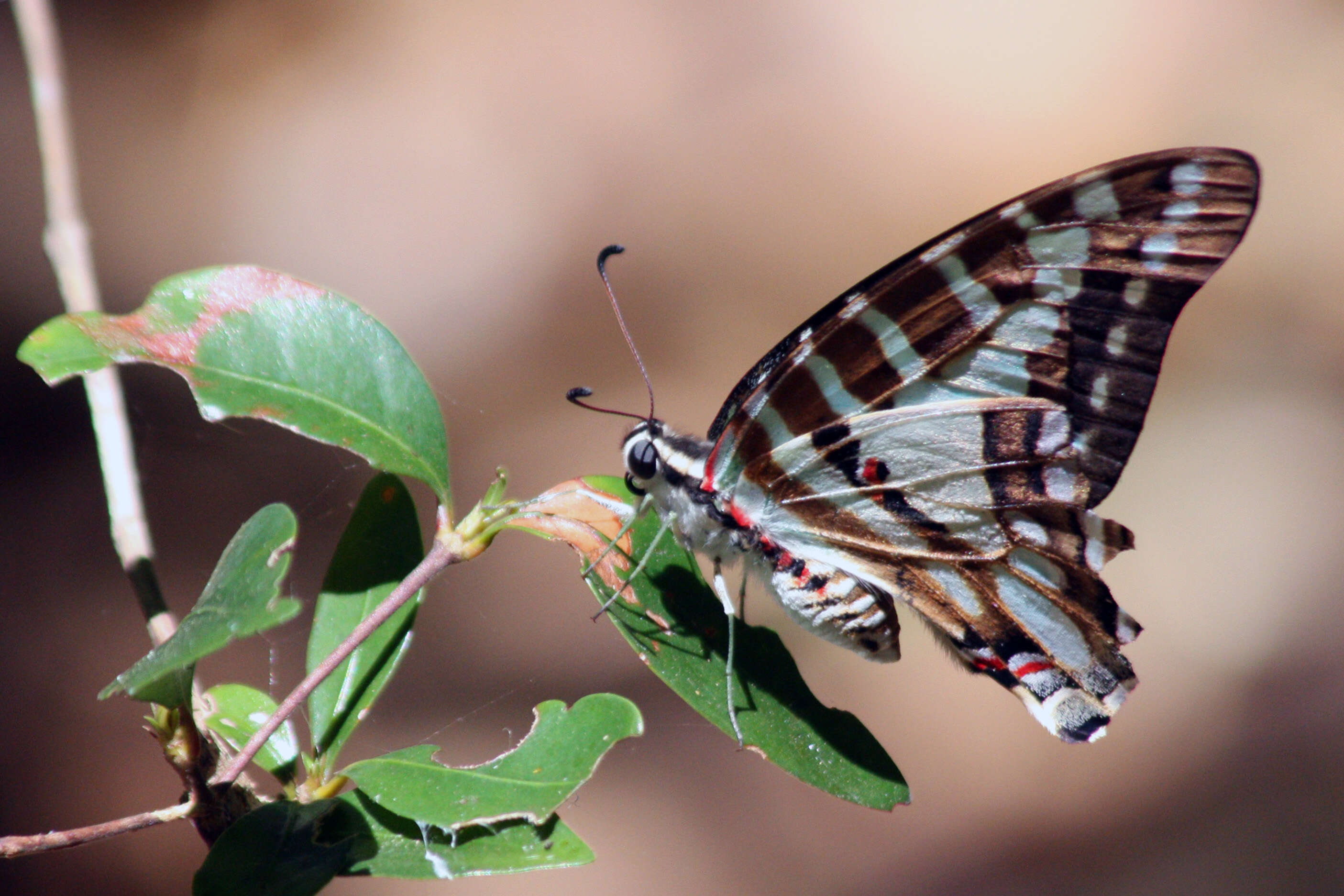 Plancia ëd Graphium evombar (Boisduval 1836)