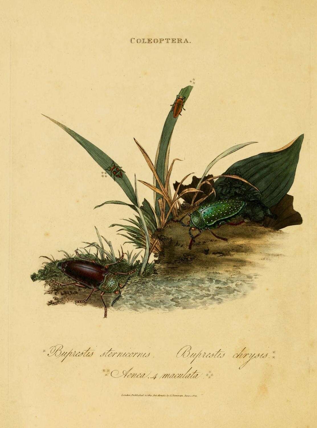 Imagem de Sternocera chrysis (Fabricius 1775)