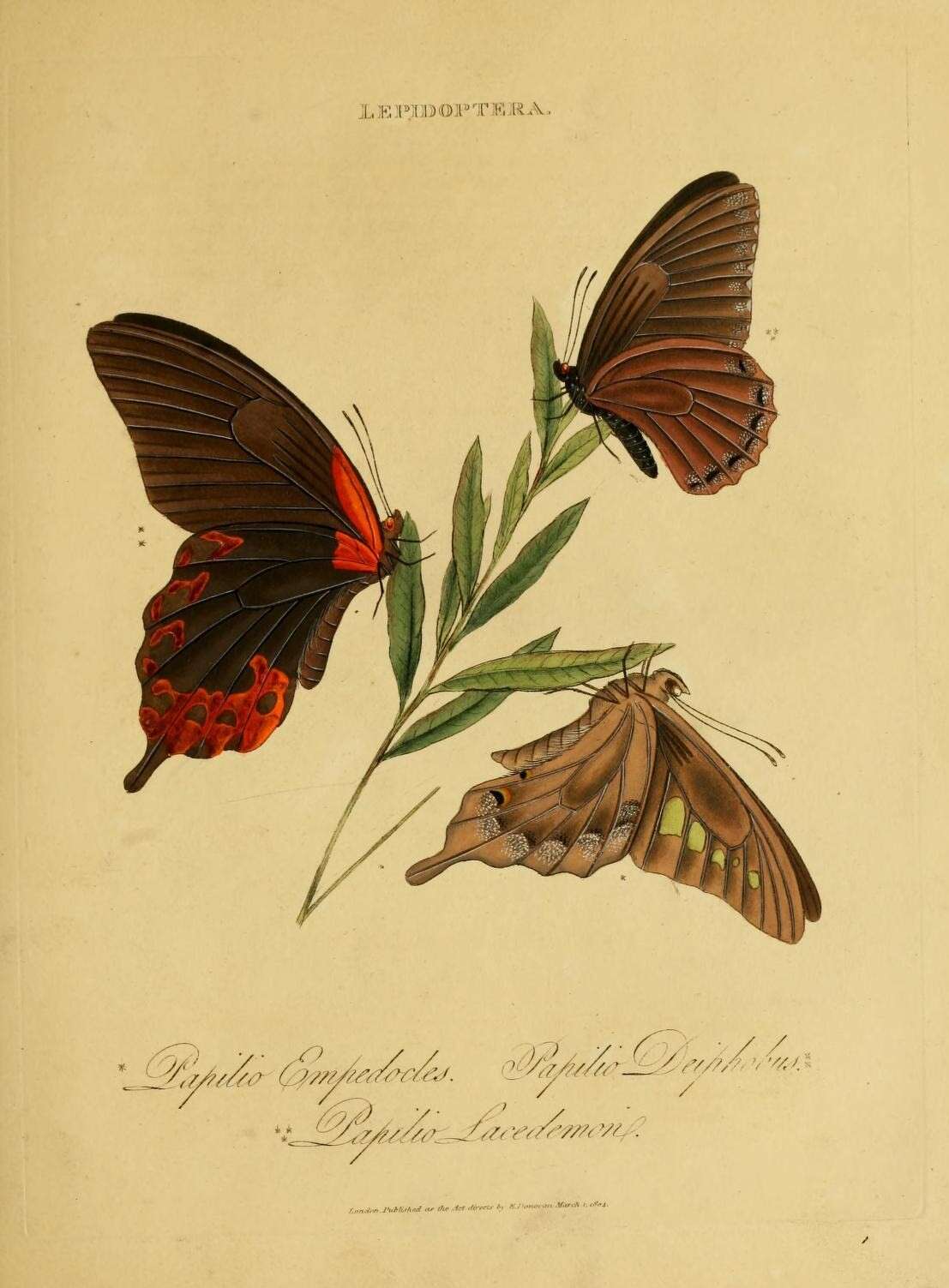 Image de Graphium empedovana (Corbet 1941)