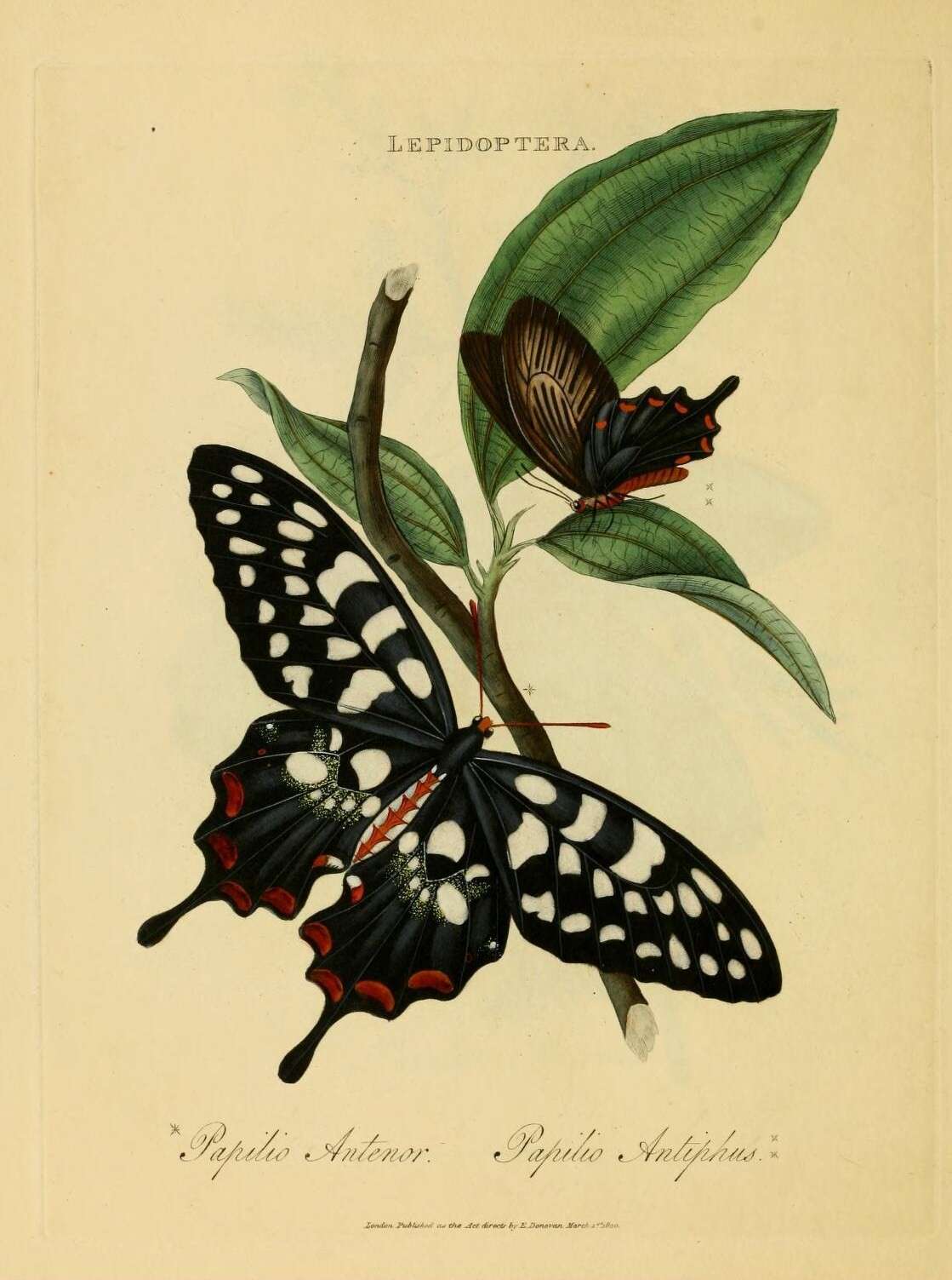 Image of Pachliopta antiphus (Fabricius 1793)