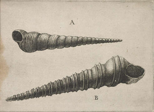 Image of auger screw shell