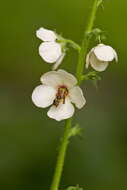 Imagem de Verbascum blattaria L.