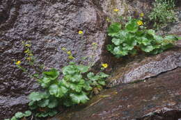 Geum radiatum Michx.的圖片