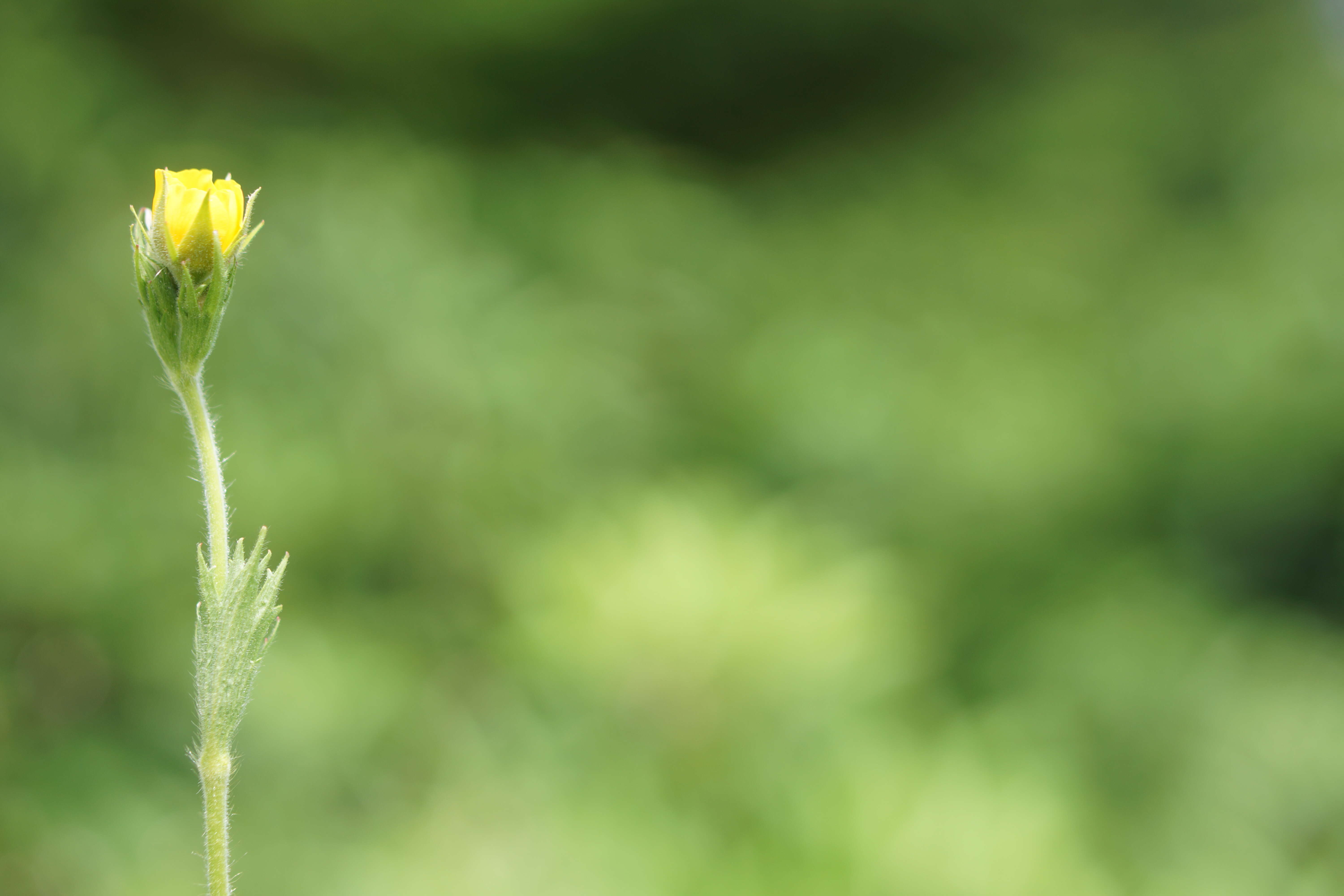 Geum radiatum Michx.的圖片