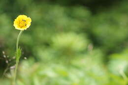 Geum radiatum Michx.的圖片