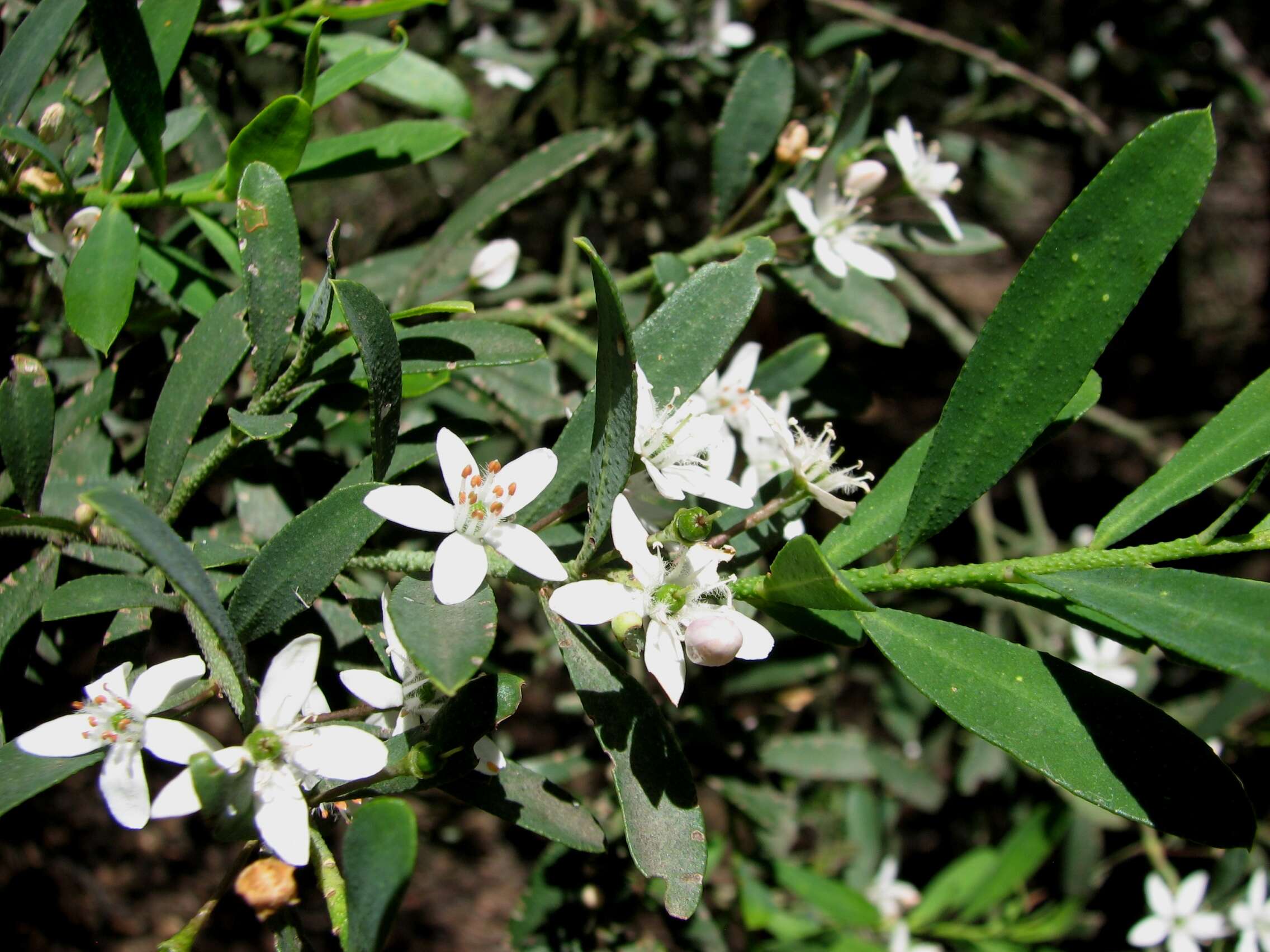 Imagem de Philotheca trachyphylla (F. Müll.) Paul G. Wilson