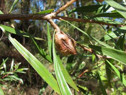 Image of Hakea eriantha R. Br.