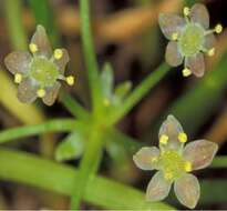 Image of Schaffner's grasswort
