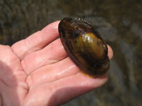 Alasmidonta raveneliana (I. Lea 1834) resmi