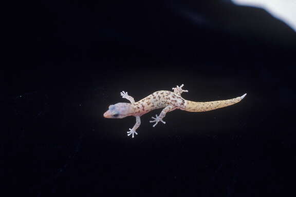 Image of IslaMonito Least Gecko