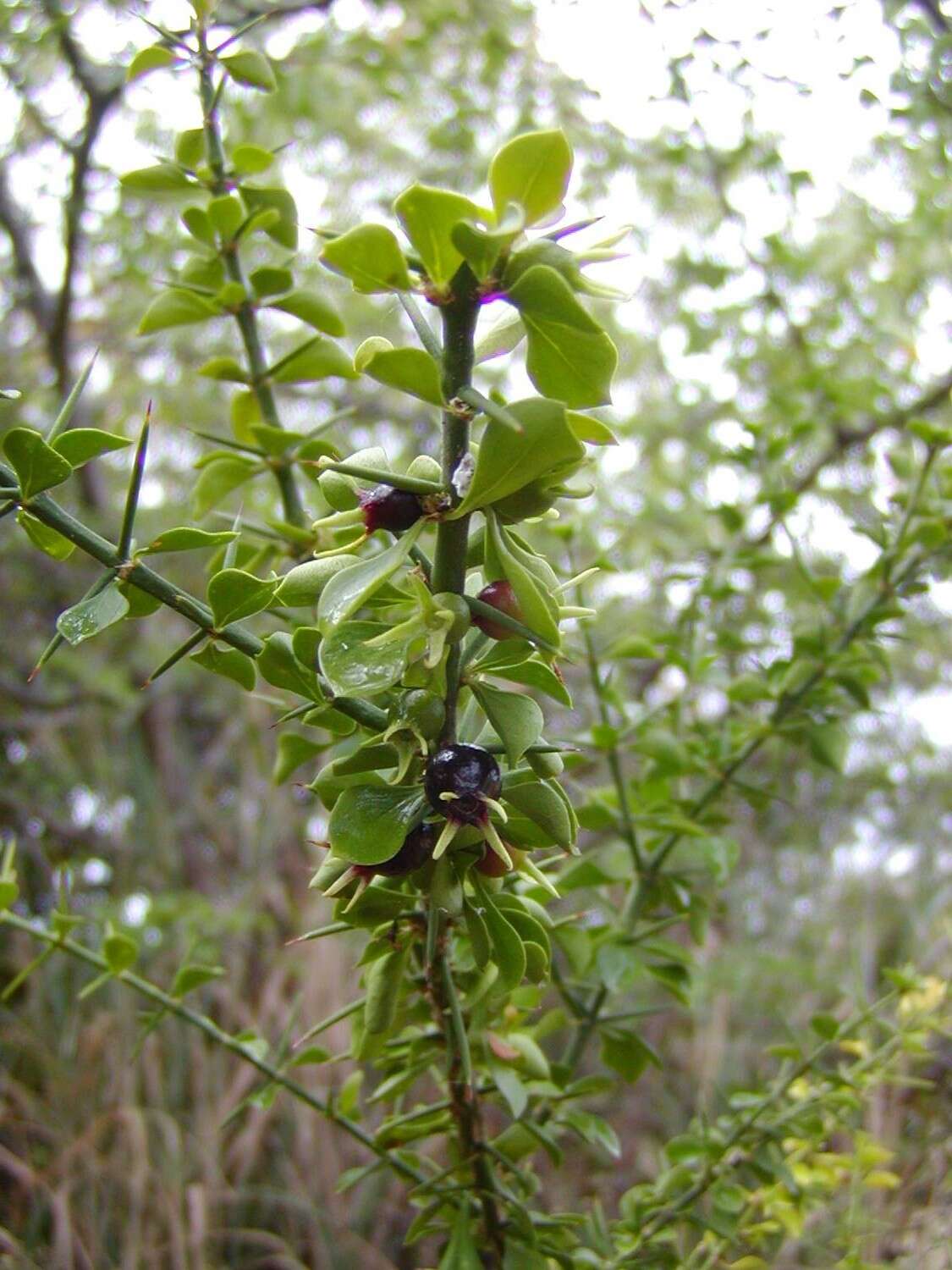 Image of tropical lilythorn