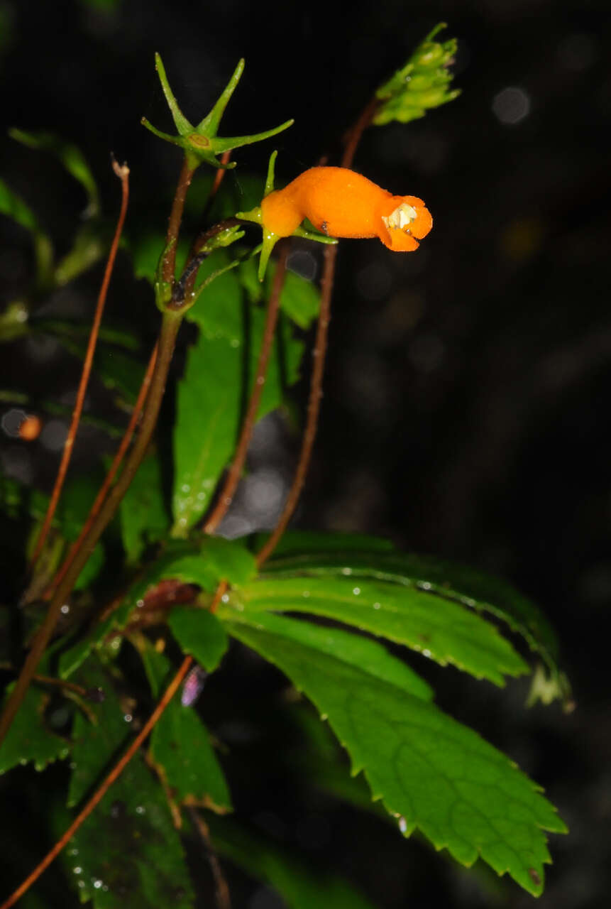 Image of yerba maricao de cueva