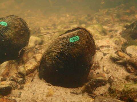 Image of Louisiana Pearlshell