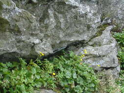 Geum radiatum Michx.的圖片