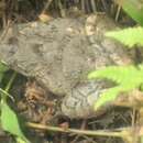 Image of Terai Cricket Frog