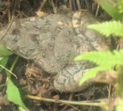 Image of Terai Cricket Frog