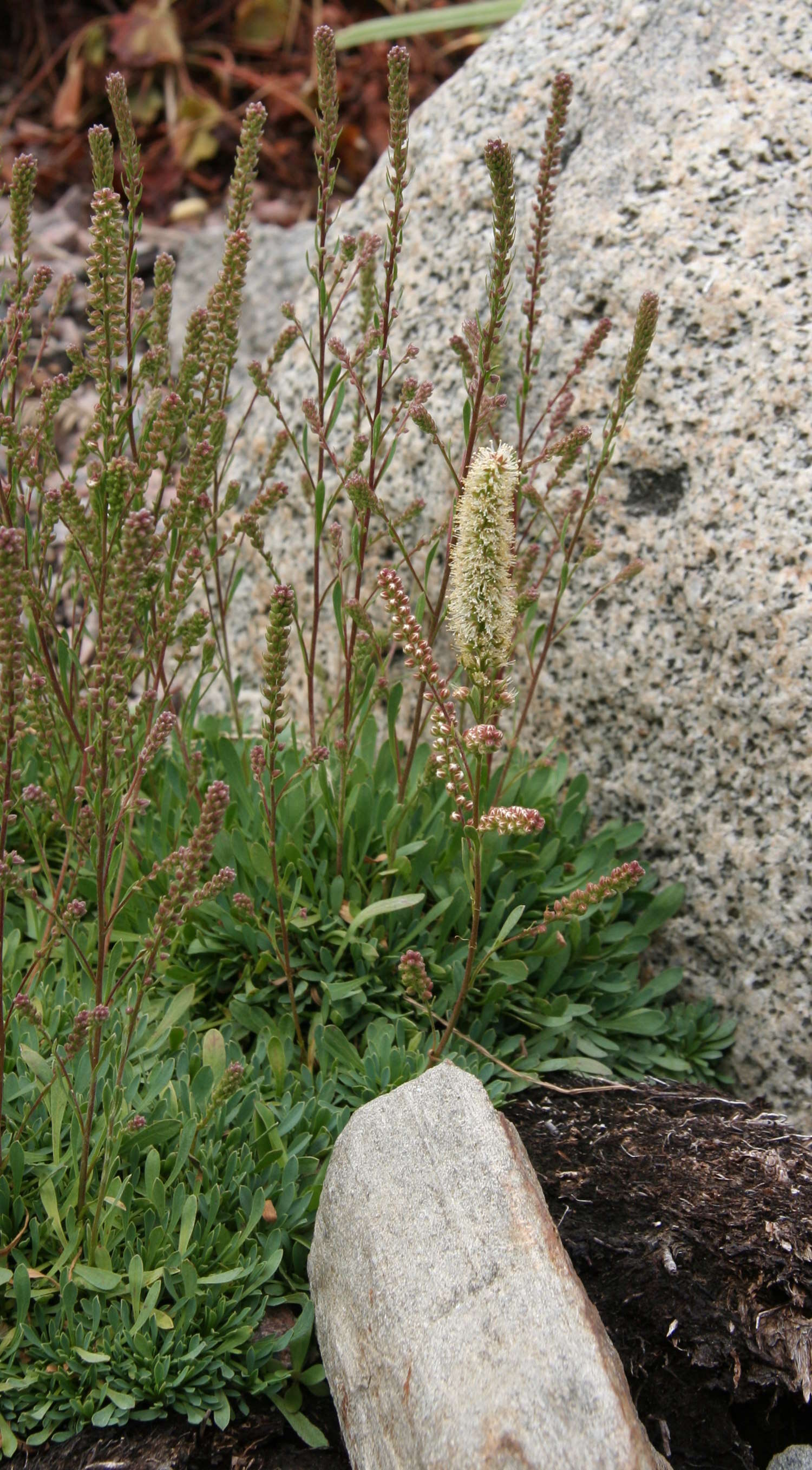 Image of halfshrub rockmat