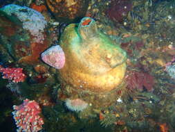 Image of Cunjevoi sea squirt