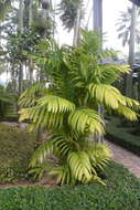 Image of Areca triandra Roxb. ex Buch.-Ham.