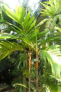 Image of Areca vestiaria Giseke