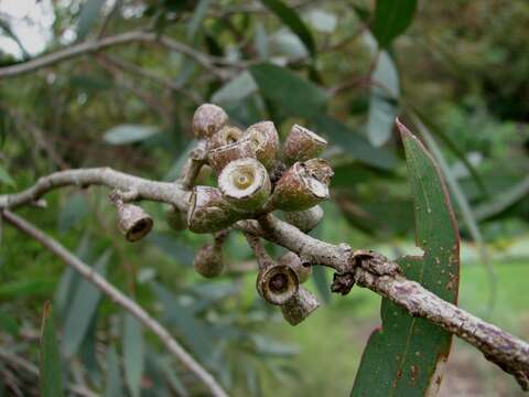 Image of Eucalyptus walshii Rule