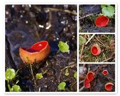 Image of scarlet cup