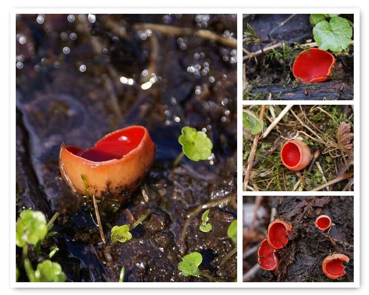 Image of scarlet cup