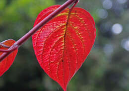 Image of Red-Barked Dogwood