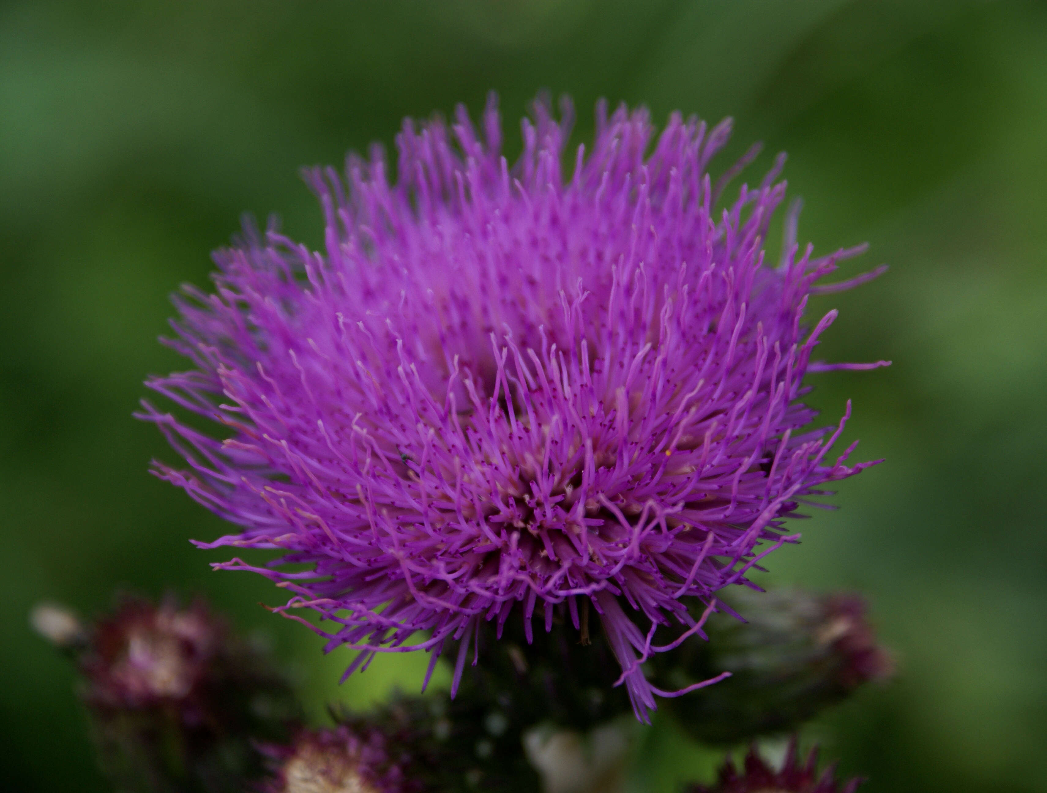 Слика од Cirsium helenioides (L.) Hill