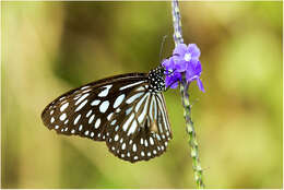 Image of light-blue snakeweed