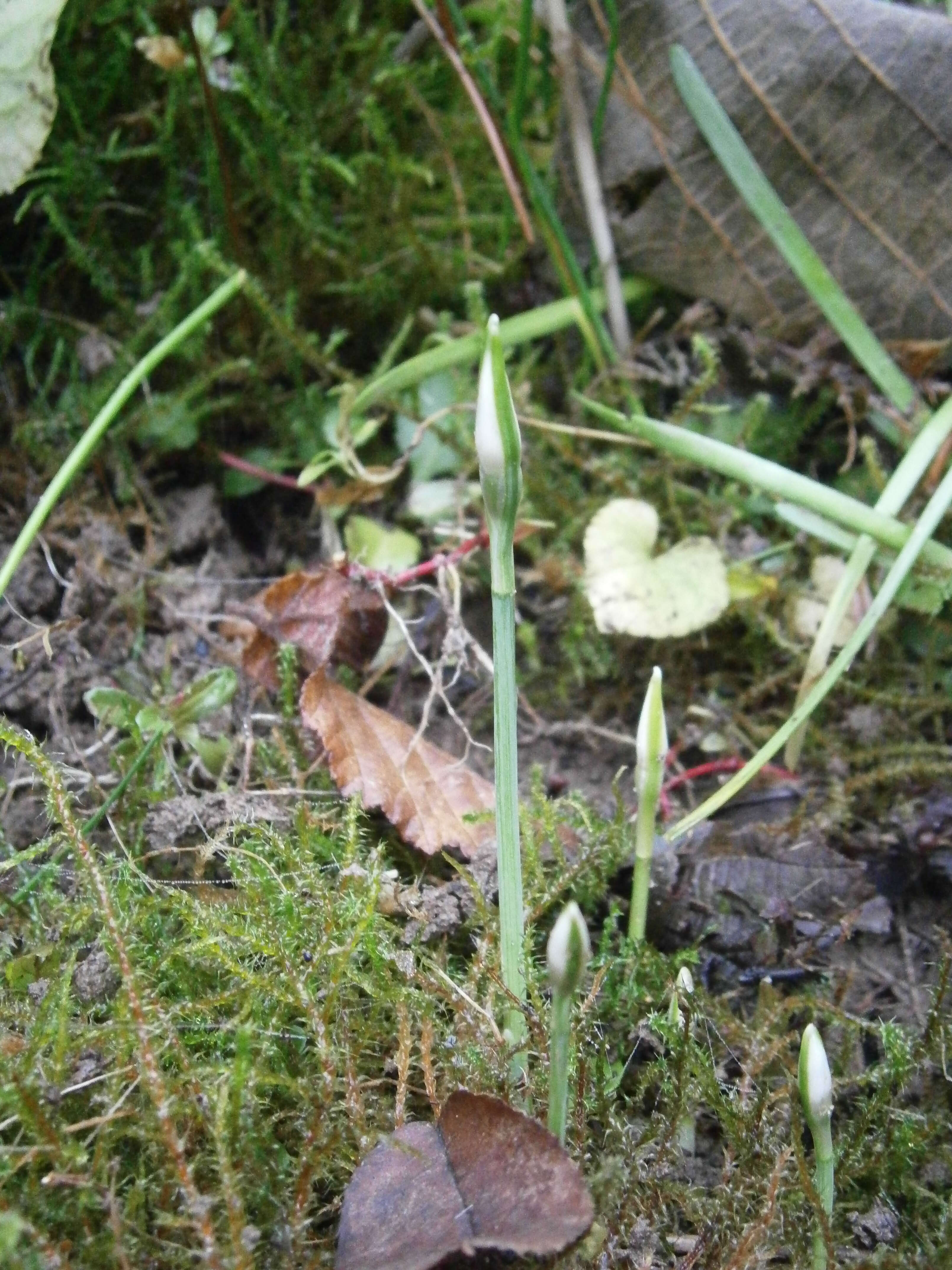 Image of Queen Olga's Snowdrop