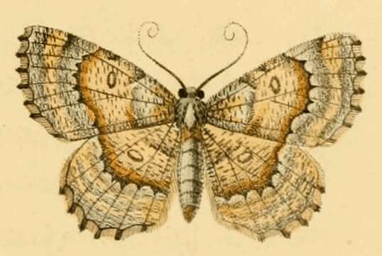 Image of Charissa variegata Duponchel 1830