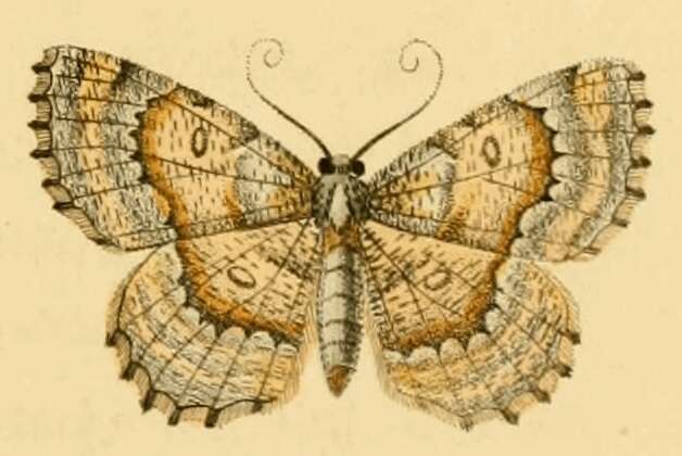 صورة Charissa variegata Duponchel 1830