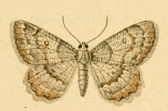 صورة Charissa variegata Duponchel 1830